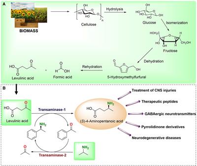 Dual-function transaminases with hybrid nanoflower for the production of value-added chemicals from biobased levulinic acid